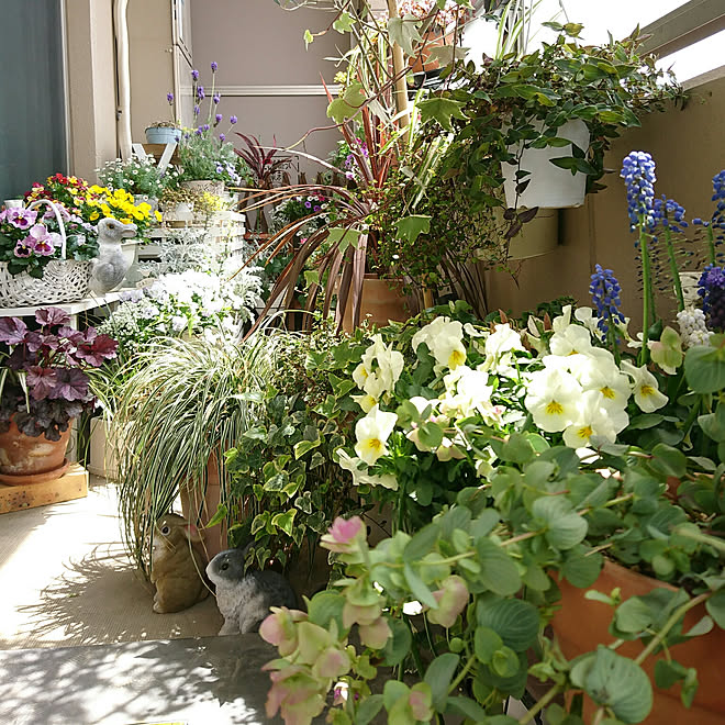 部屋全体 加工なし ベランダガーデン 狭いベランダ ガーデニング初心者 などのインテリア実例 04 11 14 50 34 Roomclip ルームクリップ