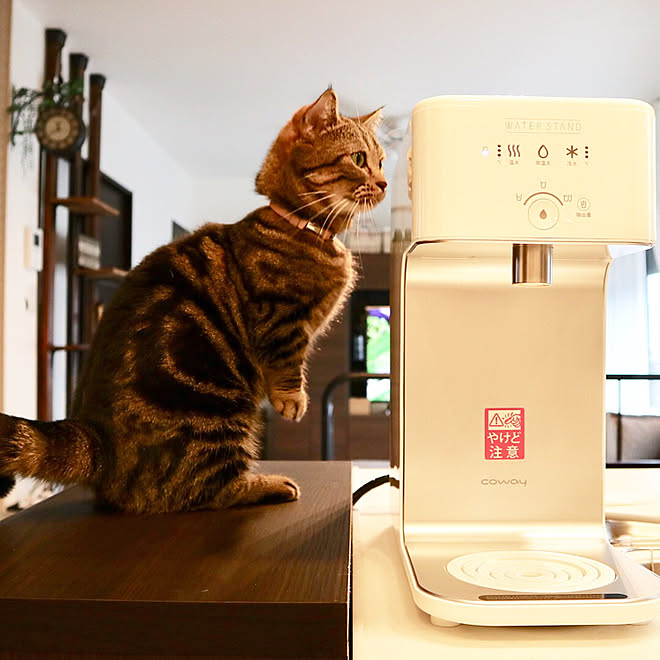 キッチン/浄水機ペット/浄水器/浄水機/Water standなどのインテリア 