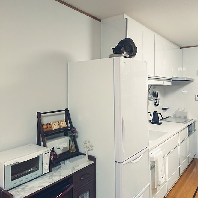 キッチン 猫と暮らす 一人暮らし ダイソー 造花 などのインテリア実例 11 06 19 48 28 Roomclip ルームクリップ