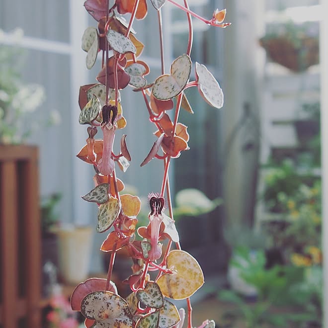 ハートカズラの花 ハートカズラ No Green No Life 花のある暮らし 植物 などのインテリア実例 16 08 28 22 37 45 Roomclip ルームクリップ