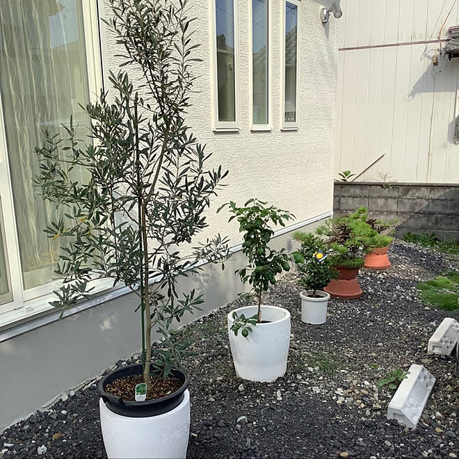 盆栽 松の盆栽 ニューサマーオレンジ レモンの木 鉢植え などのインテリア実例 08 02 21 42 42 Roomclip ルームクリップ 盆栽 松の盆栽 ニューサマーオレンジ レモンの木 鉢植え などのインテリア実例 08 02 21 42 42 Roomclip ルームクリップ