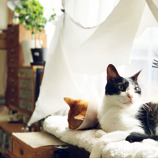 ベンジャミンバロック いつもいいね ありがとうございます セルフリノベーション ねこ インテリア などのインテリア実例 08 24 09 18 42 Roomclip ルームクリップ