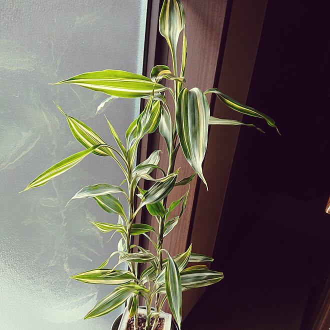 キッチン 植物のある暮らし 観葉植物 花束 ドラセナ などのインテリア実例 21 03 07 16 23 Roomclip ルームクリップ