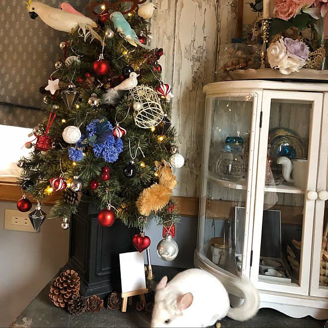 赤色をいれて ペットと暮らす家 おかゆ 名前はおかゆ チンチラ 齧歯目 などのインテリア実例 11 03 14 03 35 Roomclip ルームクリップ