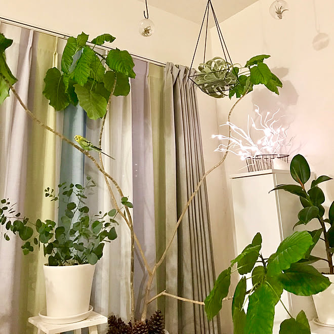 リビング ポポラス フェイクグリーン ゴムの木 枝のツリー などのインテリア実例 17 12 24 09 07 23 Roomclip ルームクリップ