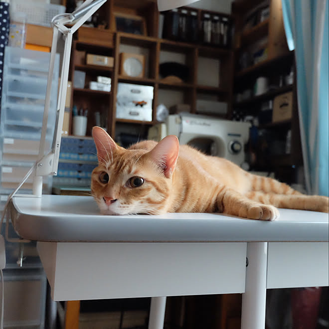 ミシン部屋 無印良品 猫 道具 猫との暮らし などのインテリア実例 19 02 28 39 57 Roomclip ルームクリップ