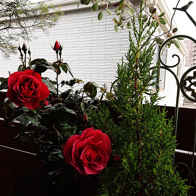 玄関 入り口 ベランダガーデニング 雑木林は なくなりました 目の前は新築戸建て いいね フォローありがとうございます などのインテリア実例 21 05 11 18 30 45 Roomclip ルームクリップ