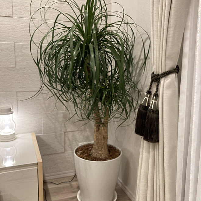 観葉植物 ブコニア ガテマレンシス ホワイトインテリア 北欧モダン 北欧インテリア などのインテリア実例 12 31 21 09 49 Roomclip ルームクリップ