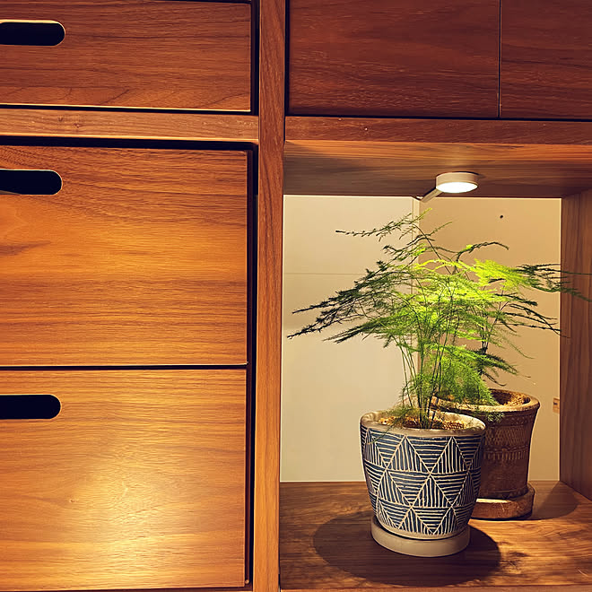 アスパラガス ナナス 観葉植物 1r 一人暮らし 無印良品 ワンルーム などのインテリア実例 21 09 25 23 53 Roomclip ルームクリップ