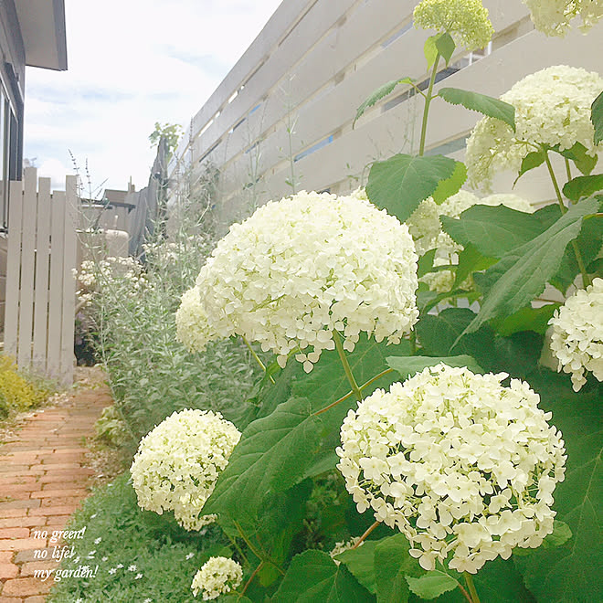 お庭記録 7月中旬 アナベル 庭 ガーデニング などのインテリア実例 19 07 18 17 25 51 Roomclip ルームクリップ