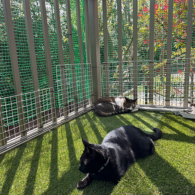 ベランダに人工芝 ベランダの猫脱走防止ネット ベランダの猫 白キジのん 陽だまりの猫 などのインテリア実例 22 04 08 10 19 49 Roomclip ルームクリップ