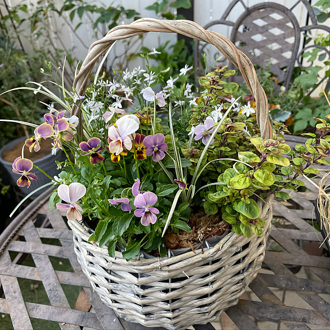 高速配送 ビオラ No 23 ドライフラワー フラワー ガーデン Juanpabloecheverri Com 高速配送 ビオラ No 23 ドライフラワー フラワー ガーデン Juanpabloecheverri Com