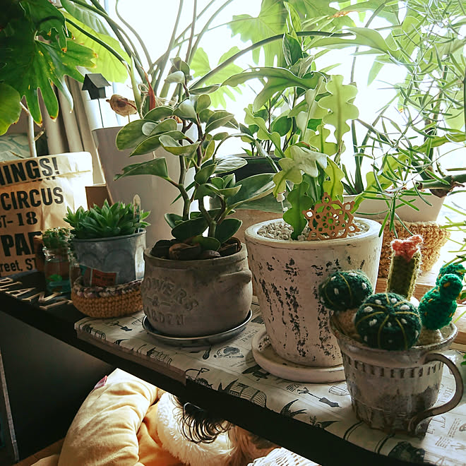 棚 植木鉢 グリーンのある暮らし 窓際のグリーン No Green No Life などのインテリア実例 18 05 19 08 41 22 Roomclip ルームクリップ