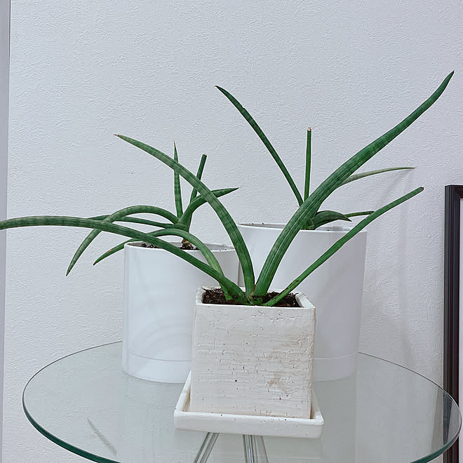 サンスベリア株分け サンスベリア サンスベリア スタッキー 観葉植物 観葉植物のある生活 などのインテリア実例 22 05 06 41 54 Roomclip ルームクリップ