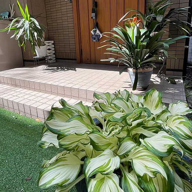 ギボウシ鉢植え ギボウシの葉っぱ ギボウシ ユッカ 君子蘭咲いて来ました などのインテリア実例 22 04 30 08 36 31 Roomclip ルームクリップ