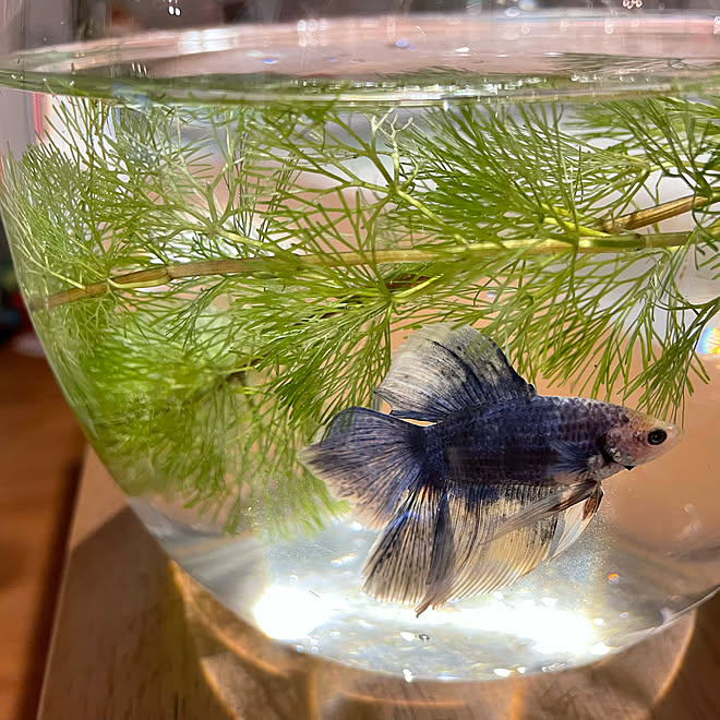 ベタ飼育 ベタと暮らす ベタのいる暮らし ベタ リビングのインテリア実例 22 02 01 00 33 Roomclip ルームクリップ