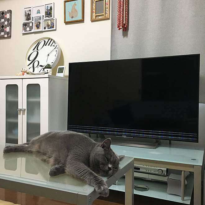 犯人はテーブル上に 49型テレビ 留守中の出来事 猫パンチ 2年前に購入 などのインテリア実例 10 16 07 06 04 Roomclip ルームクリップ 犯人はテーブル上に 49型テレビ 留守中の出来事 猫パンチ 2年前に購入 などのインテリア実例 10 16 07 06 04 Roomclip ルームクリップ