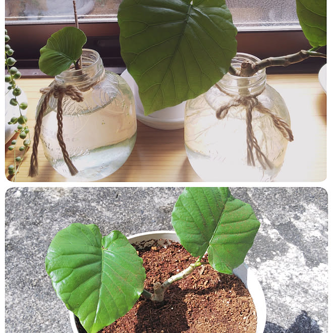 ベッド周り ベッドまわりではありません ウンベラータ挿し木 水差しグリーン Rc の出会いに感謝 などのインテリア実例 06 11 13 29 Roomclip ルームクリップ