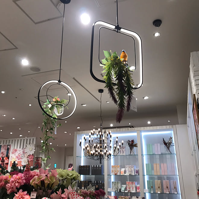 Francfranc 欲しいもの 雑貨 観葉植物 フェイクグリーン などのインテリア実例 19 03 08 17 53 07 Roomclip ルームクリップ