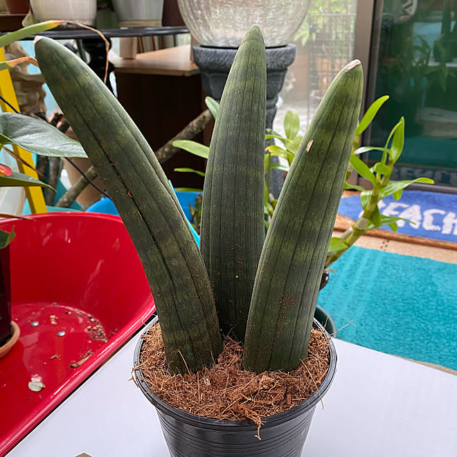 サンスベリア オバケ 観葉植物のある暮らし オールドハワイアン ハワイアンインテリア ハワイアン などのインテリア実例 03 27 21 26 30 Roomclip ルームクリップ サンスベリア オバケ 観葉植物のある暮らし オールドハワイアン ハワイアンインテリア ハワイアン などのインテリア実例 03 27 21 26 30 Roomclip ルームクリップ