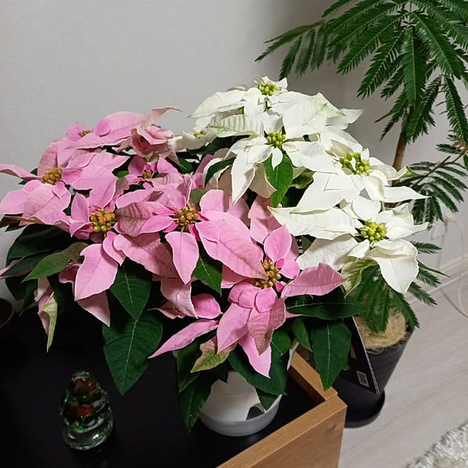 ポインセチア クリスマス 観葉植物 Lowya エバーフレッシュ などのインテリア実例 22 11 26 18 06 11 Roomclip ルームクリップ