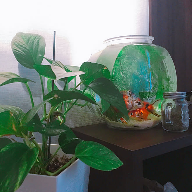 棚 金ちゃん 金魚 水槽 ポトス などのインテリア実例 18 07 30 01 57 Roomclip ルームクリップ