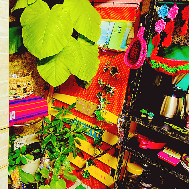 パキラ ウンベラータ 観葉植物の冬越し カラフルインテリア 冬支度 などのインテリア実例 21 12 19 02 00 09 Roomclip ルームクリップ