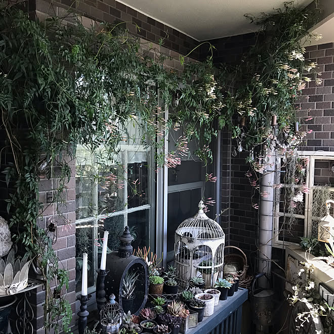 ハゴロモジャスミン 春のベランダ つる植物 植物のある暮らし マンション暮らし などのインテリア実例 21 04 11 18 00 23 Roomclip ルームクリップ ハゴロモジャスミン 春のベランダ つる植物 植物のある暮らし マンション暮らし などのインテリア実例 21 04 11 18 00 23 Roomclip ルームクリップ