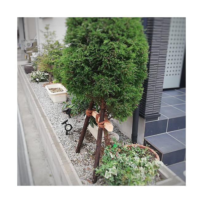 机 木の支柱 ゴールドクレスト 素人ですが 自作花壇 などのインテリア実例 09 22 13 18 44 Roomclip ルームクリップ 机 木の支柱 ゴールドクレスト 素人ですが 自作花壇 などのインテリア実例 09 22 13 18 44 Roomclip ルームクリップ