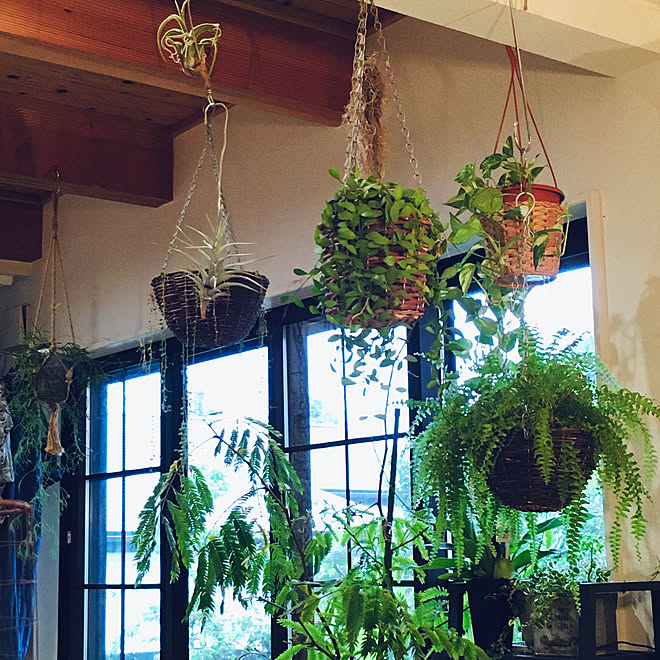 掃き出し窓窓枠diy 観葉植物 窓 リビング エバーフレッシュ などのインテリア実例 08 04 09 53 14 Roomclip ルームクリップ 掃き出し窓窓枠diy 観葉植物 窓 リビング エバーフレッシュ などのインテリア実例 08 04 09 53 14 Roomclip ルームクリップ