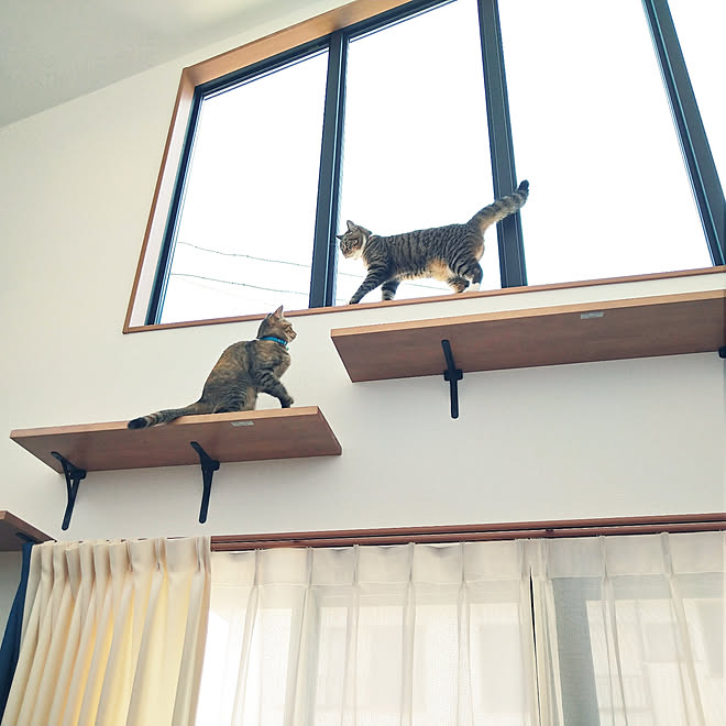 キャットウォーク 吹き抜けのある家 吹き抜けリビング 猫ちゃん 猫と暮らす などのインテリア実例 07 18 09 21 27 Roomclip ルームクリップ