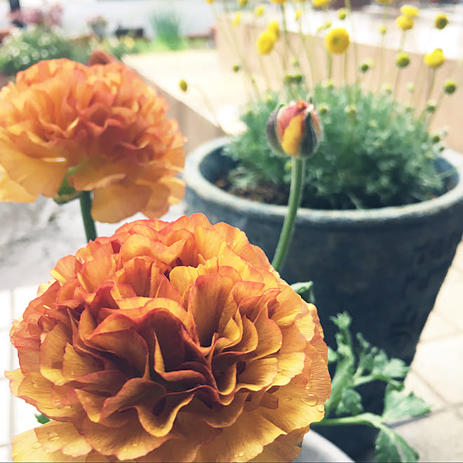 ラナンキュラス セレンディシリーズ ラナンキュラス 花のある暮らし コモチレンゲ 部 ガーデニング などのインテリア実例 03 14 17 01 47 Roomclip ルームクリップ