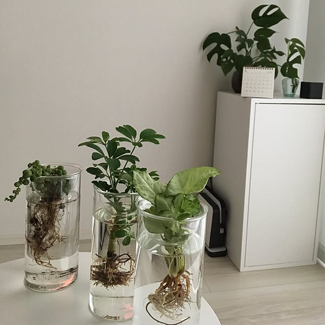 リビング 水耕栽培 観葉植物 ナチュラル カフェ風 などのインテリア実例 17 06 25 09 06 05 Roomclip ルームクリップ