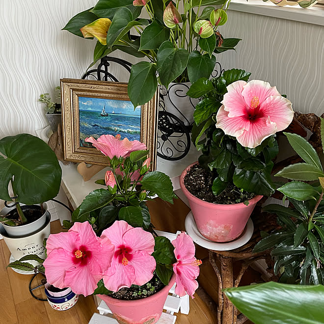 癒し♡/お花のある生活❁/見て頂いてありがとうございます*ˊᵕˋ*/暑い毎日、どうぞご自愛下さいね/玄関... 