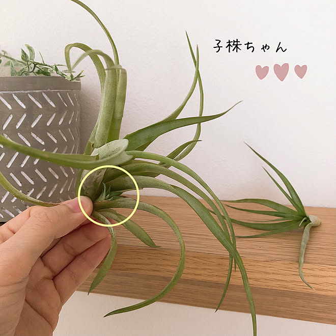 チランジア ガーデニング初心者 子株 エアプランツ 棚のインテリア実例 21 06 30 08 51 18 Roomclip ルームクリップ