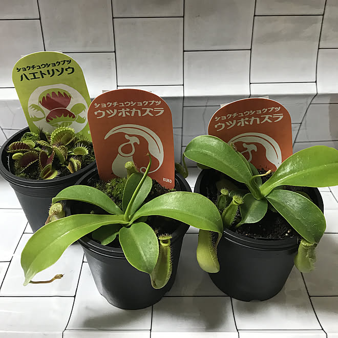 ハエトリソウ ウツボカズラ 食虫植物 いいね ありがとうございます バス トイレのインテリア実例 18 06 29 19 29 10 Roomclip ルームクリップ