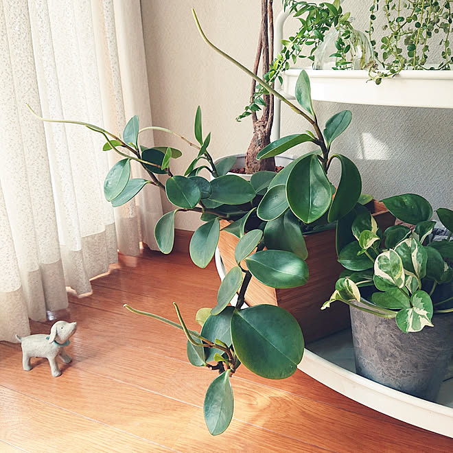 観葉植物のある暮らし 100円グッズ 観葉植物 ペペロミアオブツシフォリア ペペロミア などのインテリア実例 22 08 24 10 59 08 Roomclip ルームクリップ