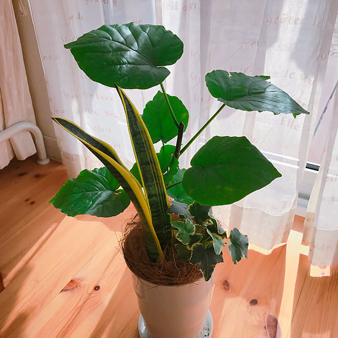 リビング 観葉植物初心者 寄せ植え ウンベラータ サンスベリア などのインテリア実例 19 01 24 16 50 58 Roomclip ルームクリップ リビング 観葉植物初心者 寄せ植え ウンベラータ サンスベリア などのインテリア実例 19 01 24 16 50 58 Roomclip ルームクリップ