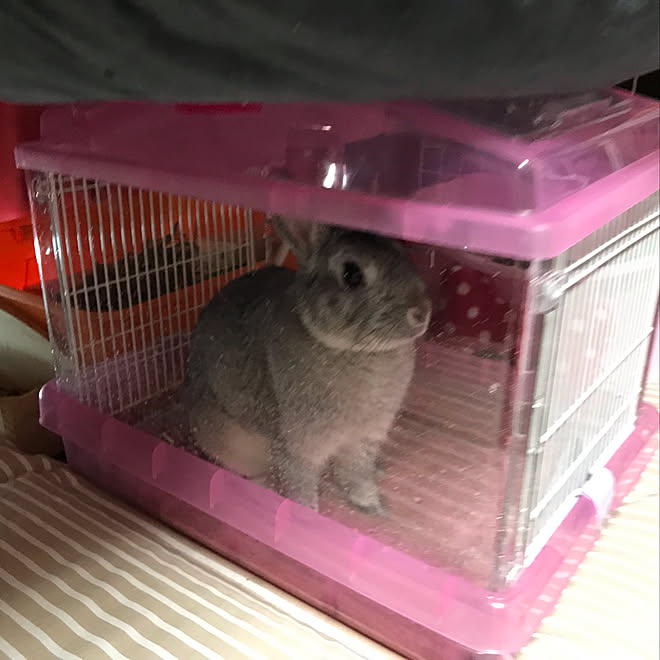 ハムスターケージ うさぎ うさぎと暮らす うさぎ飼ってますのインテリア実例 19 07 06 19 31 06 Roomclip ルームクリップ