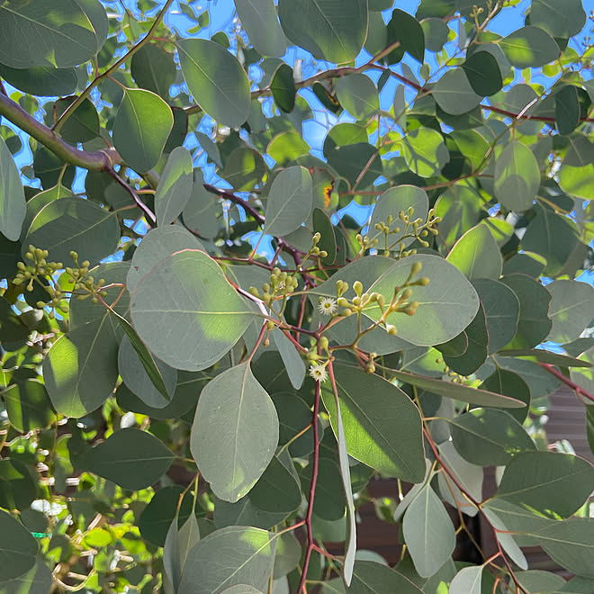 まだまだ成長中 マイガーデン ポポラスの成長 3年目 ユーカリポポラス などのインテリア実例 22 09 12 11 22 44 Roomclip ルームクリップ