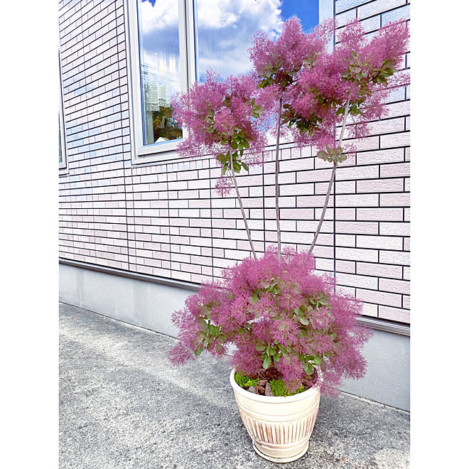 鉢植え スモークツリー 花のある暮らし No Green No Life グリーンのある暮らし などのインテリア実例 06 01 11 02 37 Roomclip ルームクリップ 鉢植え スモークツリー 花のある暮らし No Green No Life グリーンのある暮らし などのインテリア実例 06 01 11 02 37 Roomclip ルームクリップ