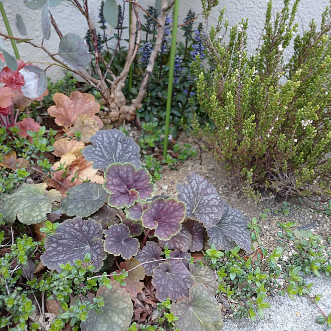 玄関 入り口 植物 ユーカリポポラス 庭 タイム などのインテリア実例 04 06 18 00 55 Roomclip ルームクリップ