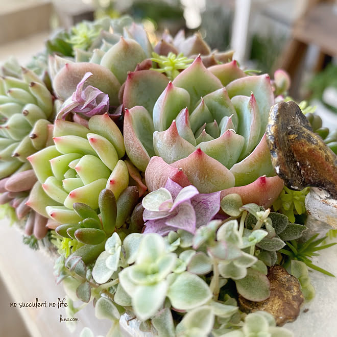 100均リメイク 多肉植物のある暮らし いつもいいねやコメありがとうございます 癒し いいね フォロー本当に感謝デス などのインテリア実例 21 06 08 10 23 22 Roomclip ルームクリップ