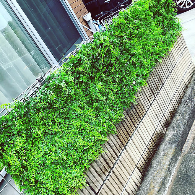 フェイクグリーン グリーンマット カインズホーム 玄関 入り口のインテリア実例 19 07 13 11 59 Roomclip ルームクリップ