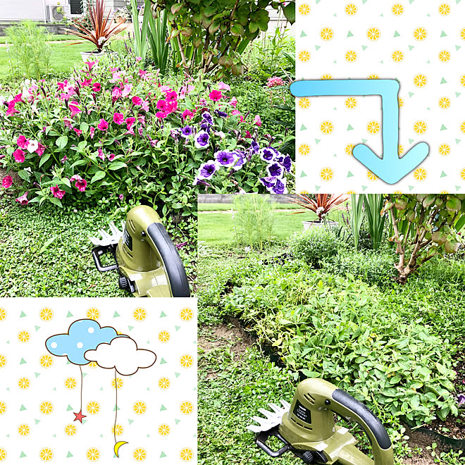 お庭お手入れ 芝生バリカン コメリ タフチュニア ペチュニア Eくらしプロジェクト などのインテリア実例 21 07 10 09 50 58 Roomclip ルームクリップ