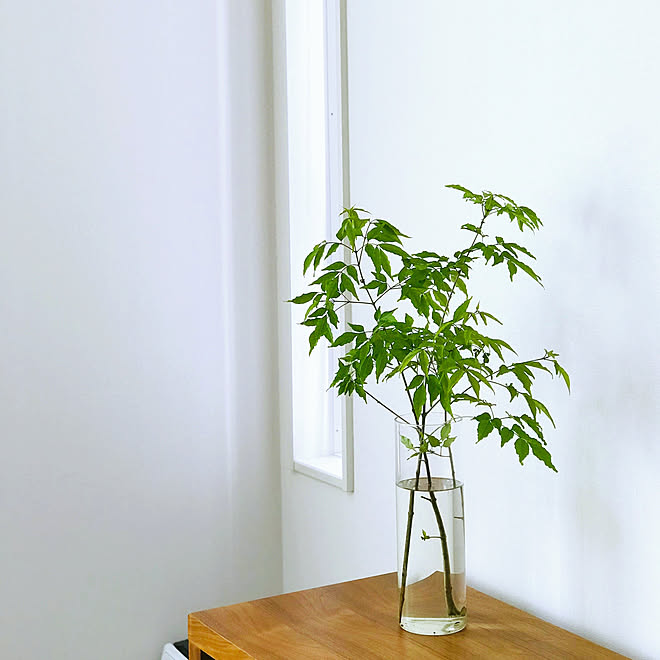 アオダモ パスタジャーの使い道 みどりのある暮らし 棚のインテリア実例 19 04 22 09 19 00 Roomclip ルームクリップ