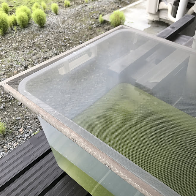 畳にカビ メダカのいる暮らし タッカーで留めただけ 網戸 暖炉のある部屋 などのインテリア実例 07 28 11 13 51 Roomclip ルームクリップ