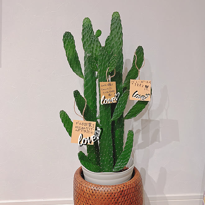観葉植物 スミエボシ ウチワサボテン 願い事叶いますように ニトリ などのインテリア実例 07 10 08 06 13 Roomclip ルームクリップ