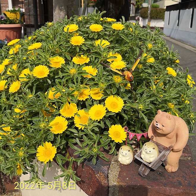玄関 入り口 ガーデニング ガーデニング初心者 ガーデン雑貨 花壇の花 などのインテリア実例 22 05 09 09 19 55 Roomclip ルームクリップ