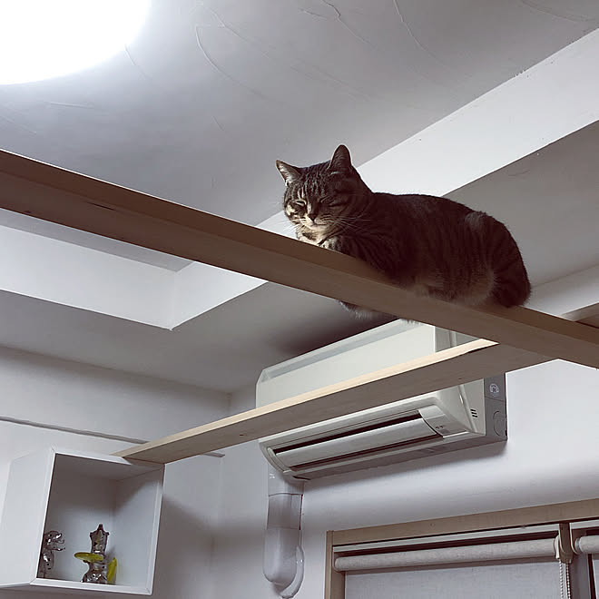 壁/天井/天井/漆喰壁DIY/キャットウォークDIY/猫などのインテリア